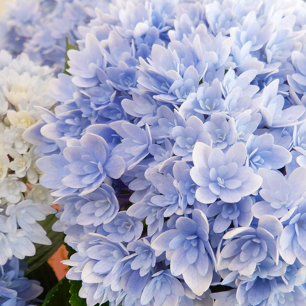 母の日 花 ギフト あじさい 響 ひびき 八重咲 紫陽花 母の日プレゼント アジサイ 花鉢 鉢花 鉢植え ブルー ピンク アジサイ 鉢カバー付