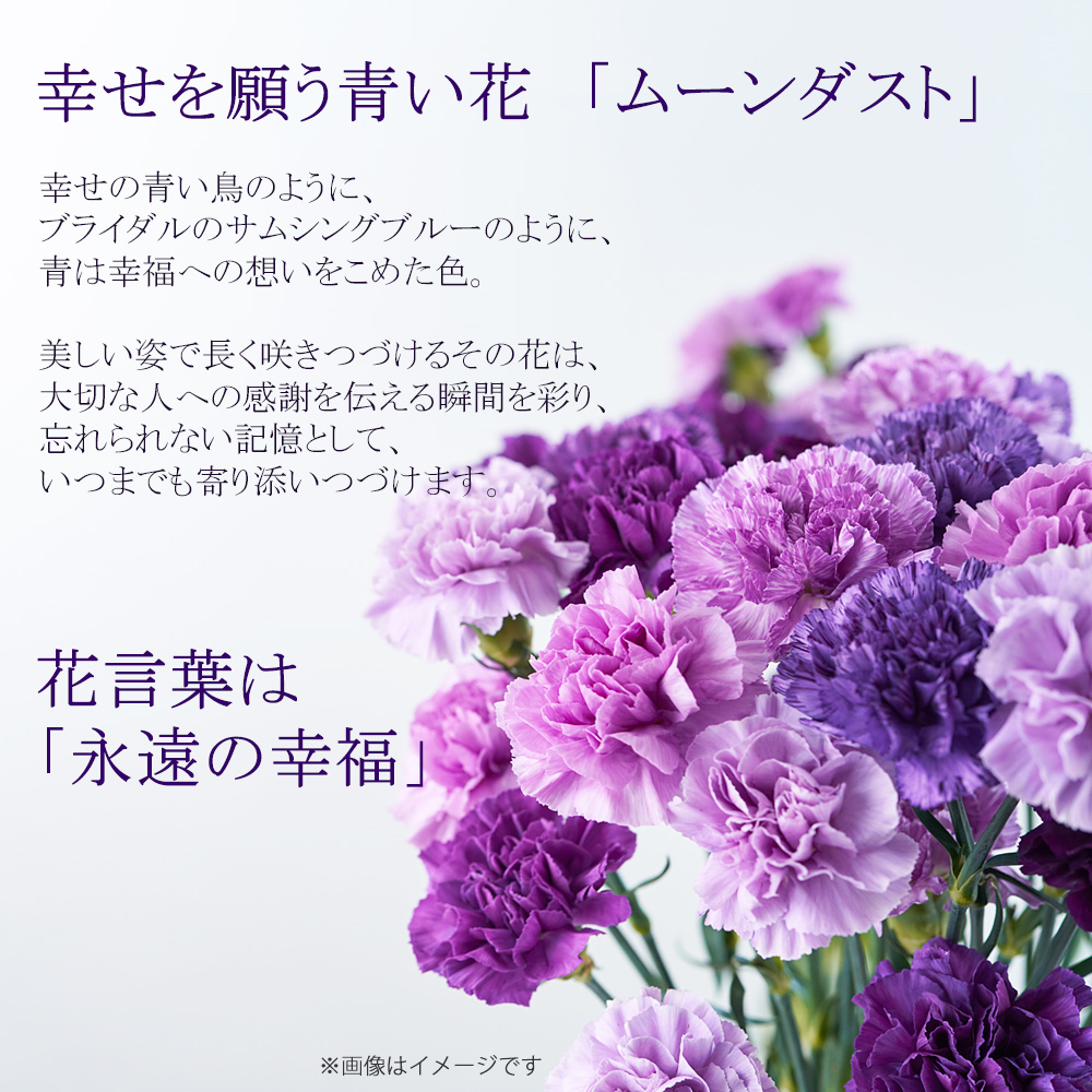 ムーンダストの花束Mサイズ（24本）母の日プレゼント 古希 喜寿 長寿のお祝い 誕生日 花 ギフト 花 プレゼント サントリーフラワーズ 紫のカーネーション