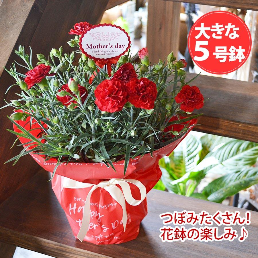 母の日ギフト 赤いカーネーションの花鉢 鉢花 5号鉢 母の日プレゼント 花 母の日定番ギフト
