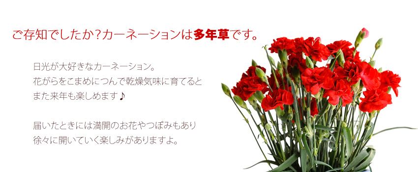 母の日ギフト 赤いカーネーションの花鉢 鉢花 5号鉢