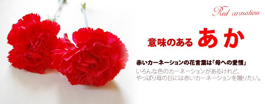 母の日ギフト 赤いカーネーションの花鉢 鉢花 5号鉢
